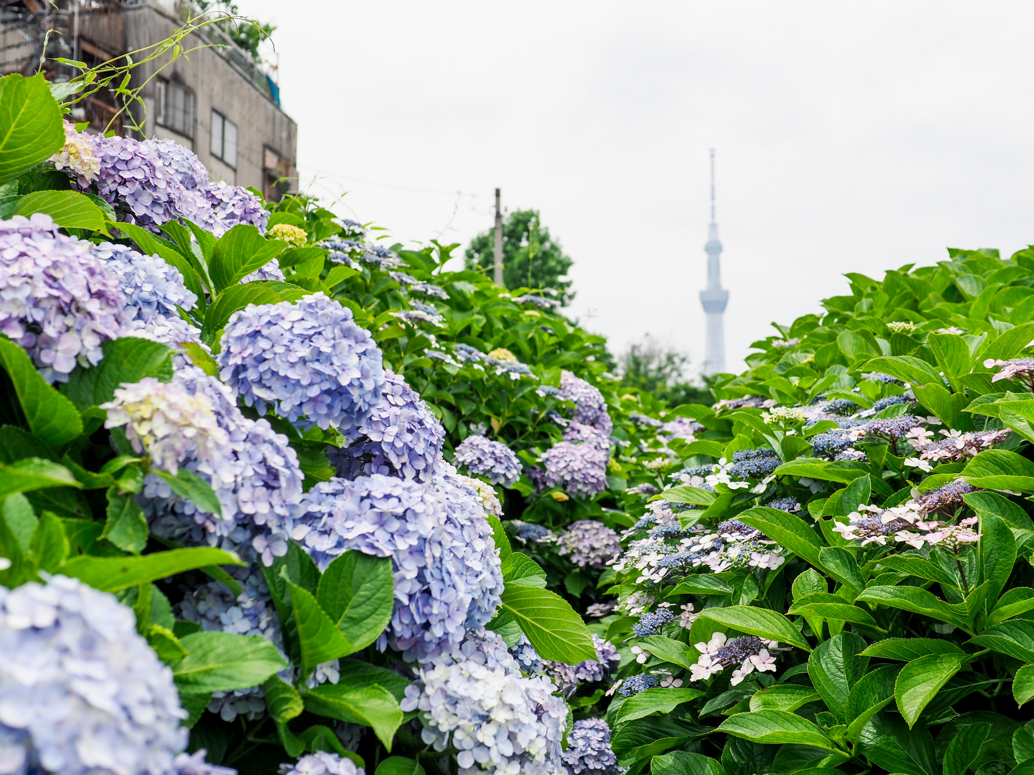 網站近期文章：【東京繡球花景點】舊中川公園繡球花 藍紫粉繡球花滿開步道 可一次拍到晴空塔與火車